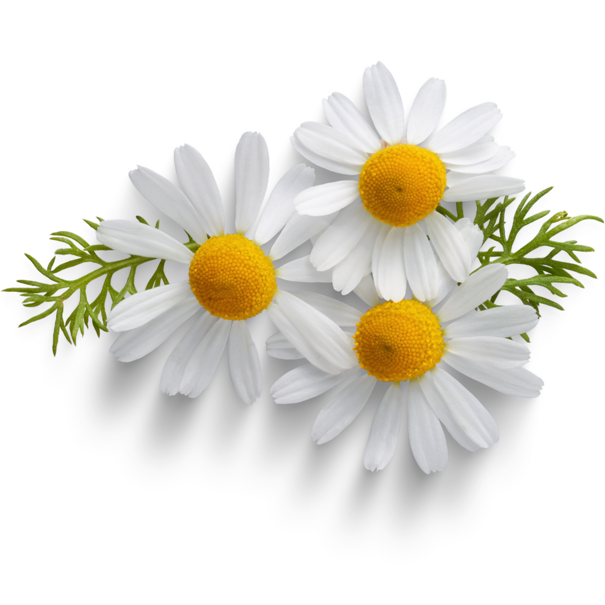 Chamomile flowers, 20 tea bags
