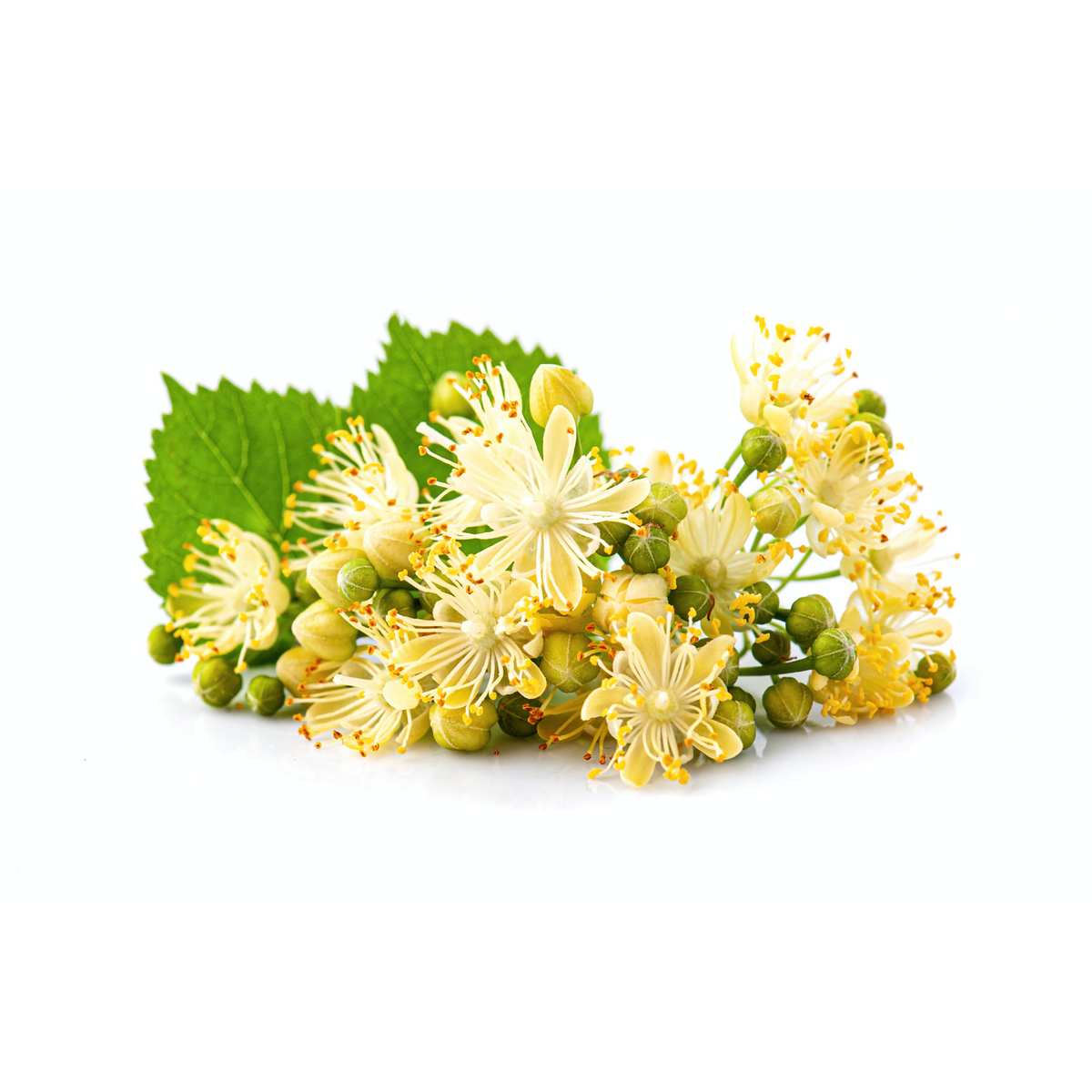 Linden flowers, 20 tea bags